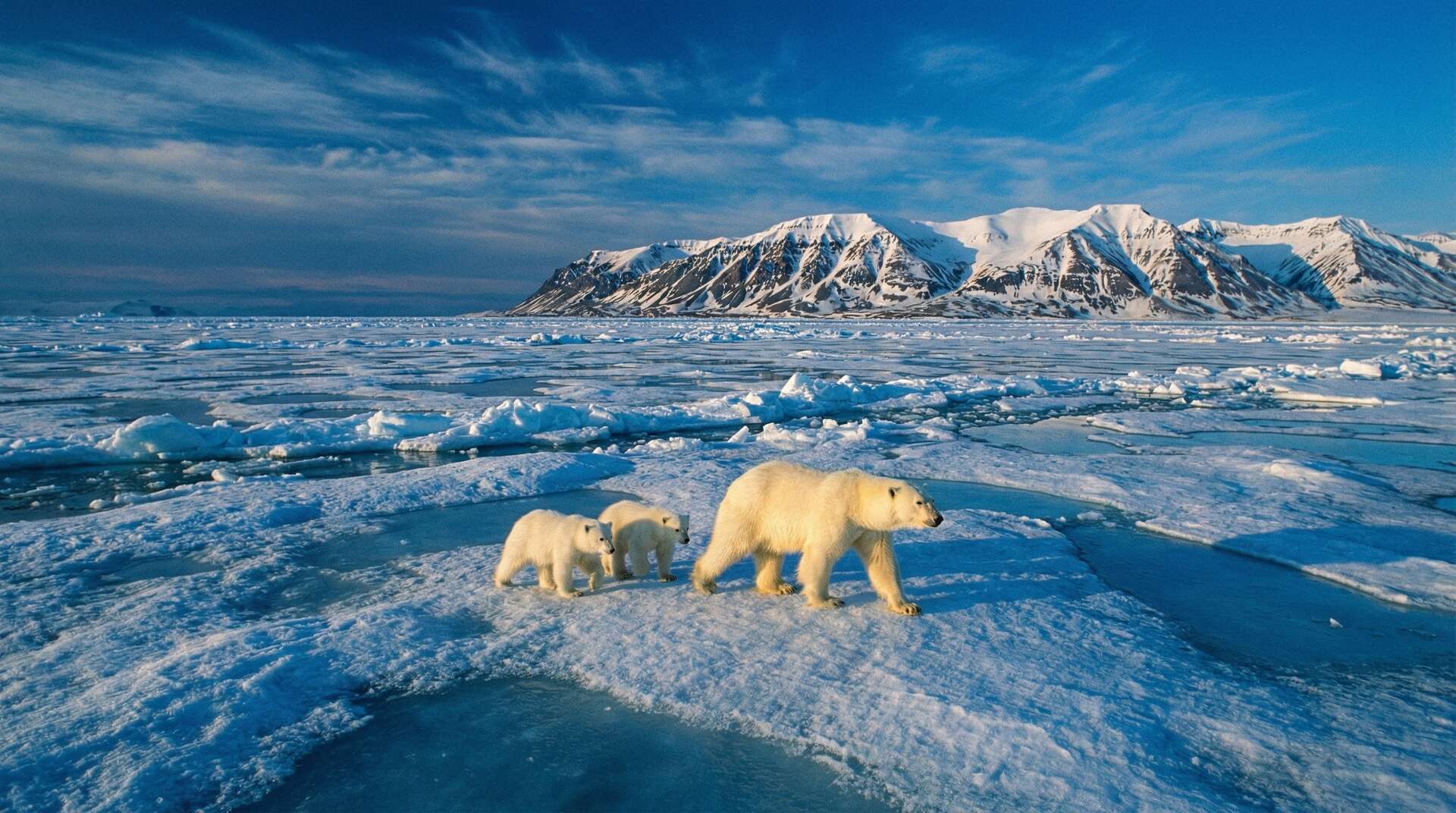 91精选北极熊视频